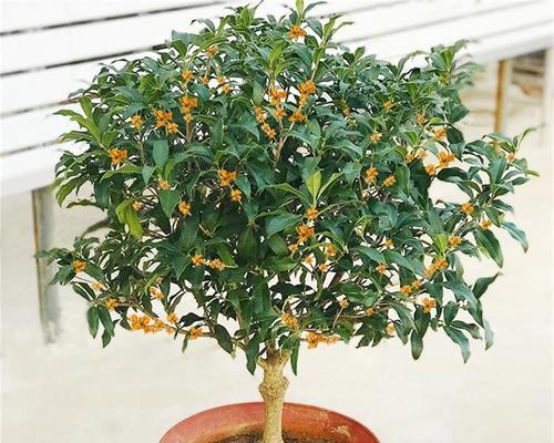 如何种植盆栽桂花树（一步一步教你打造自己的香气之源）
