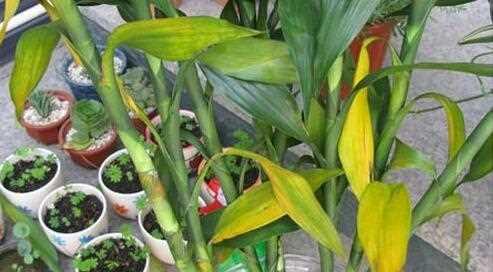 水培植物叶子发黄原因及解决方法（怎样保持水培植物的健康生长）