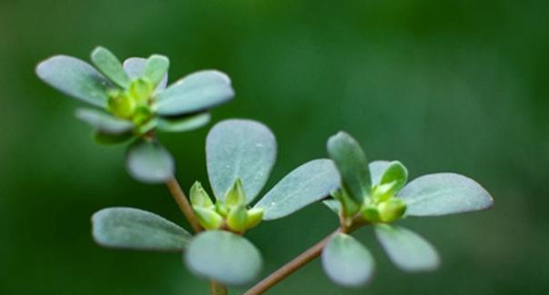 树马齿苋花的种植与养护（如何让树马齿苋花健康成长）
