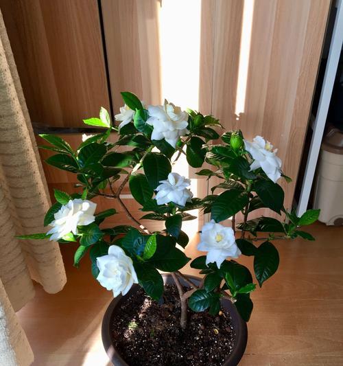 北方地栽栀子花越冬经验（从土壤、施肥、修剪到保温，打造健康的栀子花）
