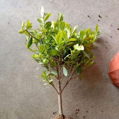 如何处理栀子花烂根（详细介绍栀子花烂根的原因和处理方法，让你的花园焕发新生机）