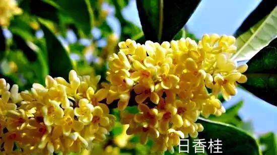 寻觅香气之源——探究极品桂花品种（品鉴桂花之极致，尽享芬芳香气）