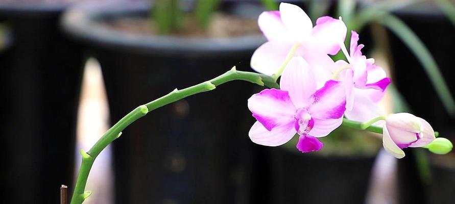 如何养护蝴蝶兰花（营养、光照、水分等养护要点一一解析）