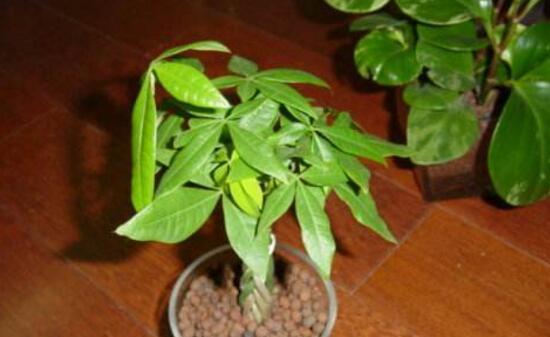 发财树的养护方法（让你的发财树更茂盛）