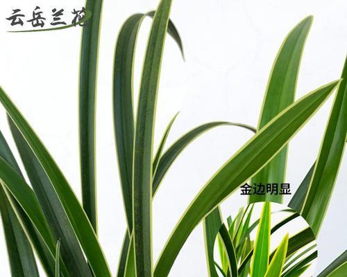 金边兰花的养护技巧（打造养兰达人，掌握金边兰花养护关键）