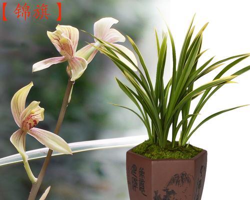 金边兰花的养护技巧（打造养兰达人，掌握金边兰花养护关键）