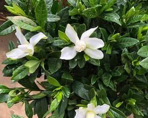 小叶栀子花期及花语（盛开在什么时间？传递怎样的情感？）