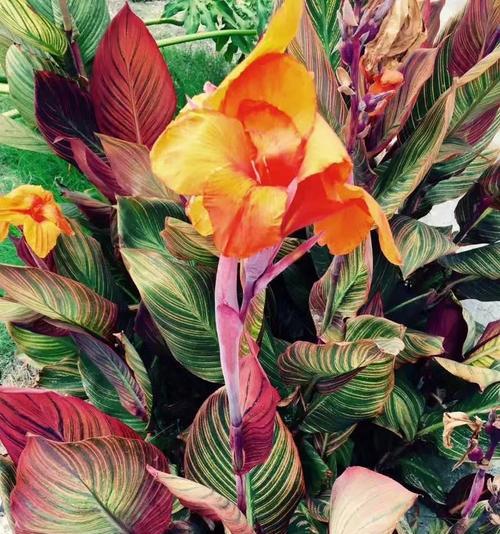 竹芋的种类及特点（探索竹芋丰富多样的品种）