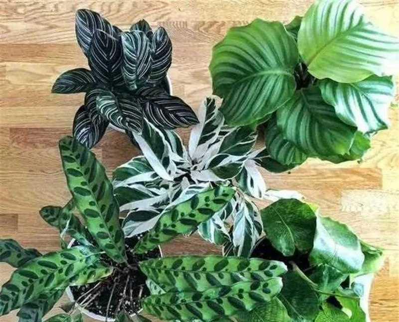 竹芋的种类及特点（探索竹芋丰富多样的品种）