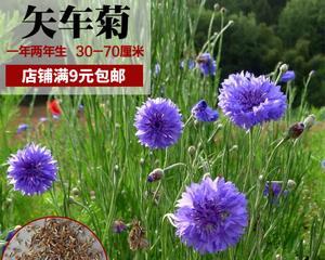 如何种植矢车菊种子（从选种到成花，一步步教你）