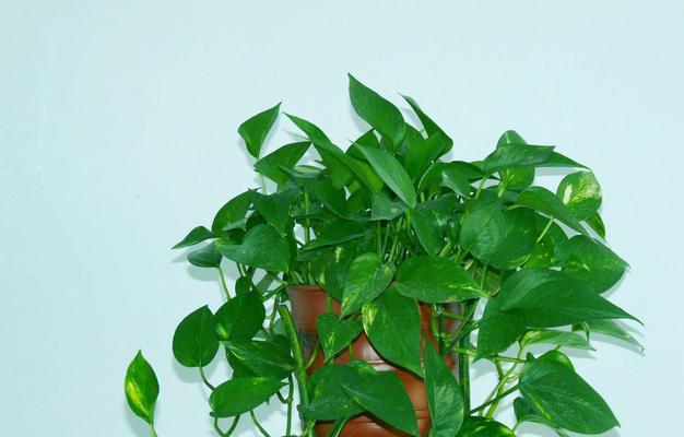 花园小贴士——盆栽和花卉知识（掌握这些知识，让你的花园更加美丽）