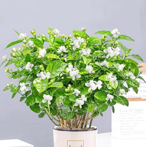 花园小贴士——盆栽和花卉知识（掌握这些知识，让你的花园更加美丽）