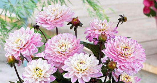 大丽花种植全攻略（时间、方法、）