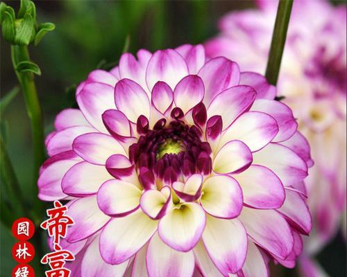 大丽花种植全攻略（时间、方法、）