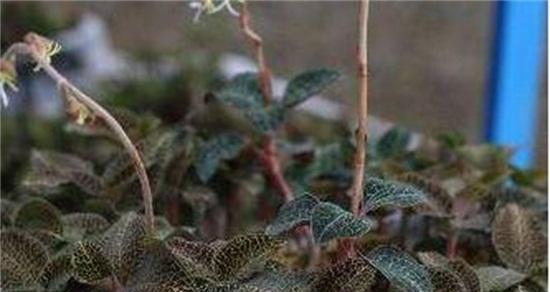 金线莲种植技术大全（从选地到收割，一步步教你种植金线莲）