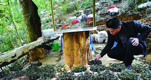 金线莲种植技术大全（从选地到收割，一步步教你种植金线莲）