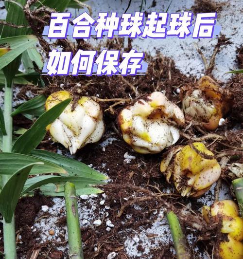 百合种植最佳时间（选择最佳的种植时间，让您的百合生长茁壮）