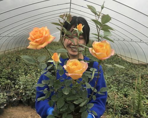 让盆栽月季连续开花不停歇