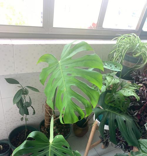 龟背竹修剪技巧（打造精致的园林景观，让龟背竹更加生机勃勃）