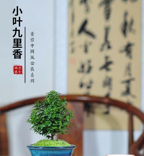 小叶九里香，一种清香四溢的多年生草本植物（了解小叶九里香的形态、生态、用途及栽培技巧）