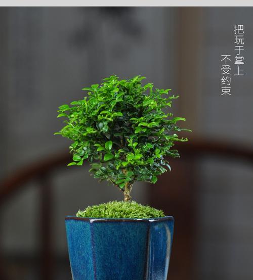 小叶九里香，一种清香四溢的多年生草本植物（了解小叶九里香的形态、生态、用途及栽培技巧）