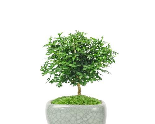 小叶九里香，一种清香四溢的多年生草本植物（了解小叶九里香的形态、生态、用途及栽培技巧）