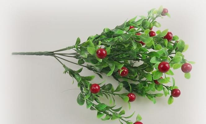 相思豆植物——神奇的植物（探秘相思豆的起源、文化背景和药用价值）
