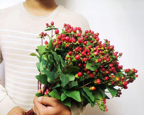 相思豆植物——神奇的植物（探秘相思豆的起源、文化背景和药用价值）