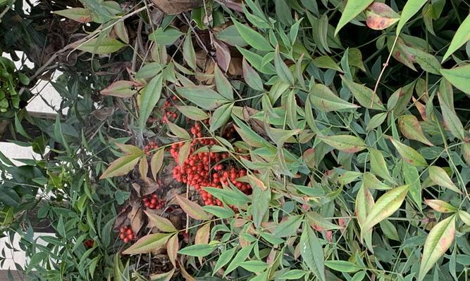 相思豆植物——神奇的植物（探秘相思豆的起源、文化背景和药用价值）