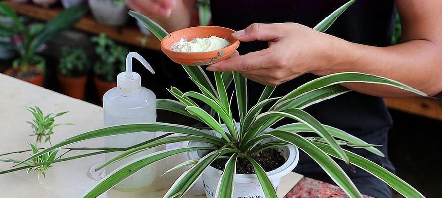 如何处理养殖金鱼吊兰烂根问题（教你轻松解决植物烂根，让金鱼和吊兰健康成长）