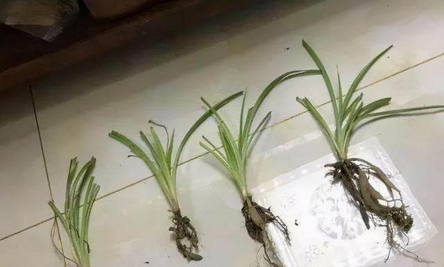 如何处理养殖金鱼吊兰烂根问题（教你轻松解决植物烂根，让金鱼和吊兰健康成长）