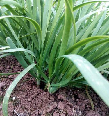 蔬菜盆栽的种植技巧（从选择种子到收获成果）