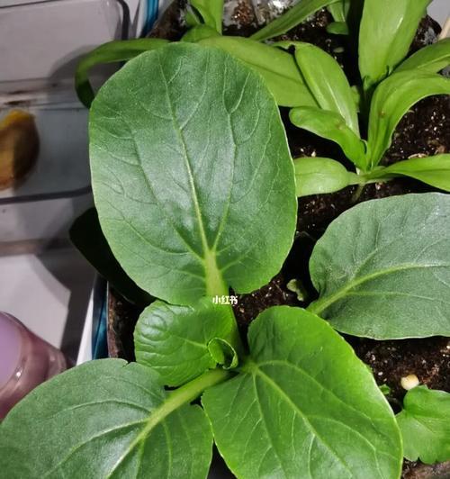 蔬菜盆栽的种植技巧（从选择种子到收获成果）