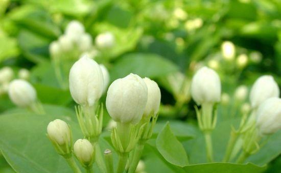 茉莉花的种植方法（打造香气四溢的花园）