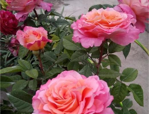 大花美人月季，种植养护全攻略（让你轻松拥有一株美丽的月季花）