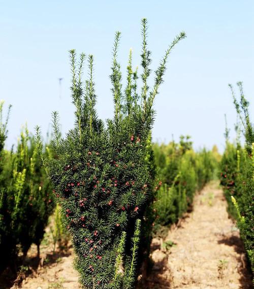 红豆杉的种植方法（掌握关键诀窍，轻松种出茂盛的红豆杉）