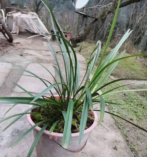 探秘兰花蓝宝石，兰花大家族的珍品（兰花蓝宝石的特点与栽培技巧）