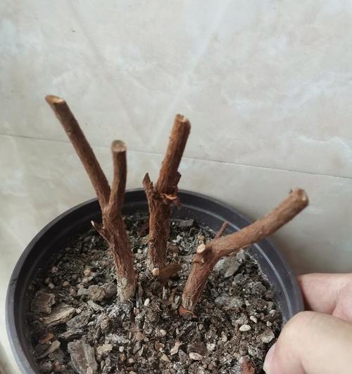 如何正确换盆杜鹃花——原土弄掉还是留着？