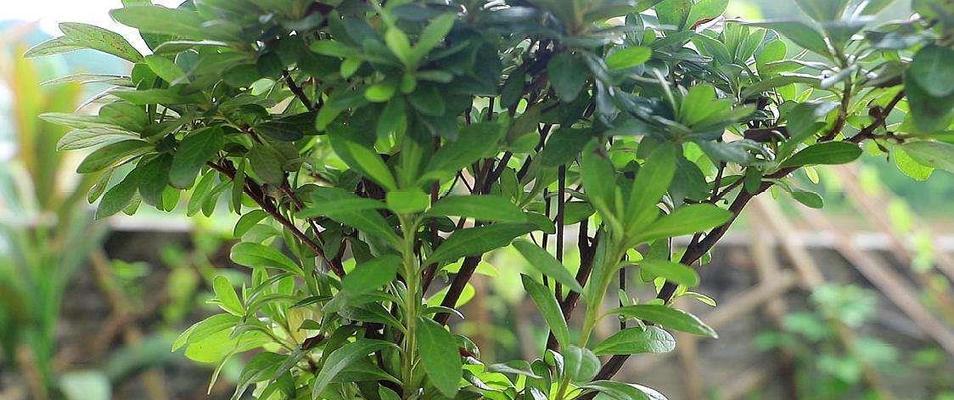如何正确换盆杜鹃花——原土弄掉还是留着？