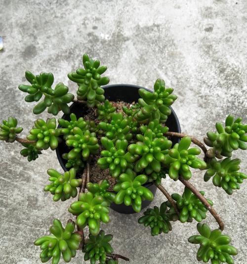 《打造绿色家居必备，教你正确种植耳坠草》（掌握关键技巧，让你的耳坠草生机勃勃）