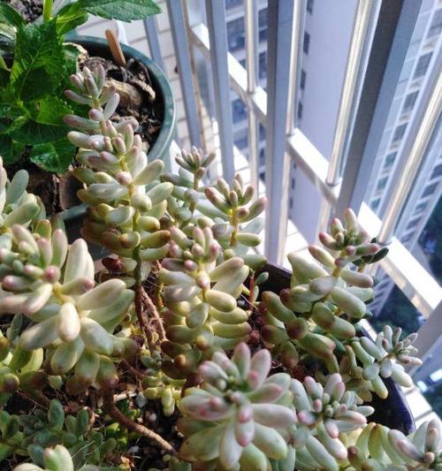 《打造绿色家居必备，教你正确种植耳坠草》（掌握关键技巧，让你的耳坠草生机勃勃）