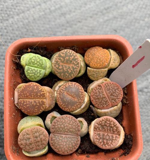 探秘石头花奇妙世界（石头花的由来、种类、文化价值、园林应用）