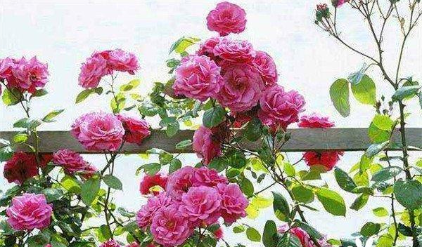 如何成功养殖冬天月季花（月季花的繁殖技巧和养护要点）