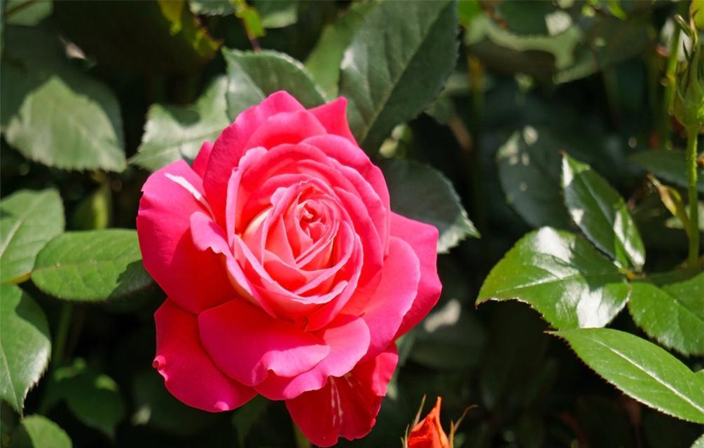 如何成功养殖冬天月季花（月季花的繁殖技巧和养护要点）