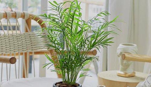 掌握袖珍椰子的繁殖方法，让你轻松种植（从选种到移植，全面解析袖珍椰子的繁殖技巧）