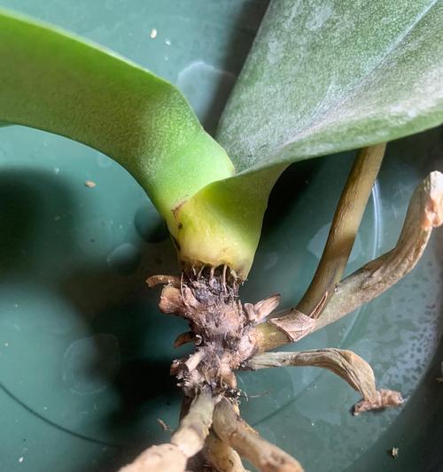 蝴蝶兰烂根治疗方法详解（掌握正确方法，让您的蝴蝶兰重新焕发生机）