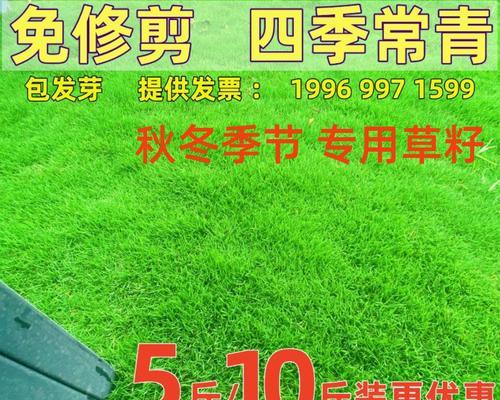 种植狗牙根草籽的关键步骤（了解狗牙根草籽的生长需求，打造种植环境）