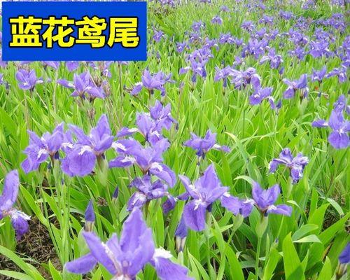 如何种植蓝花鸢尾？（从选地到护理，教你一步步种出美丽的蓝花鸢尾。）