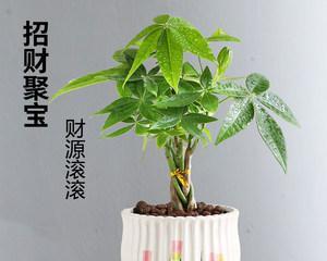 如何养护发财树小盆栽（护发财树，让钞票滚滚来！）