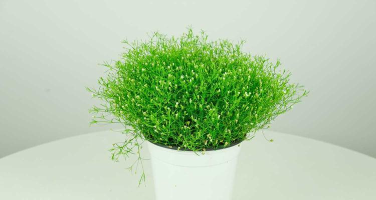 满天星养殖秘籍（轻松掌握家居花园满天星的种植技巧）